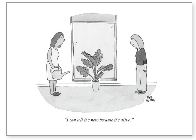 Cartoon greetings card by Amy Hwang, a lady remarking the houseplant is new because its alive